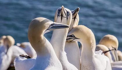 星空体育官方平台-英超冠军争夺：悬念激烈，精彩纷呈！，英超冠军分析