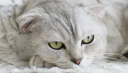 星空体育官方平台-英超冠军争夺：悬念激烈，精彩纷呈！，英超冠军分析